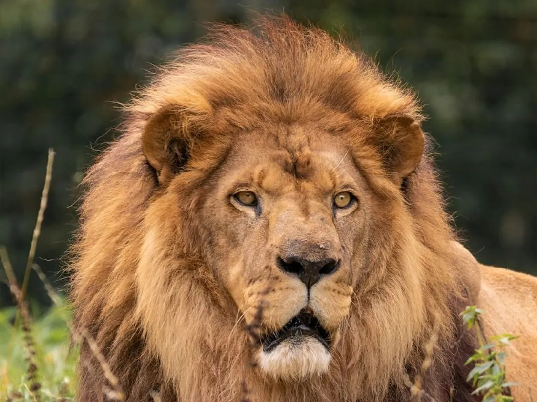 Baringo Refuge de l'Arche-07 06 21_Refuge de l'Arche